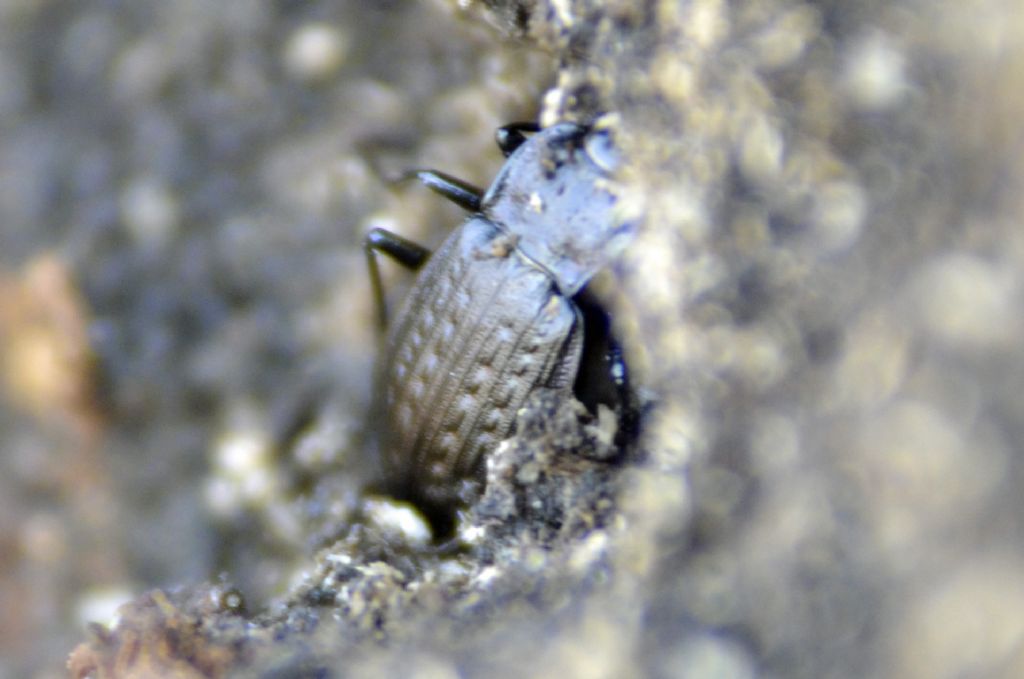 Carabus granulatus